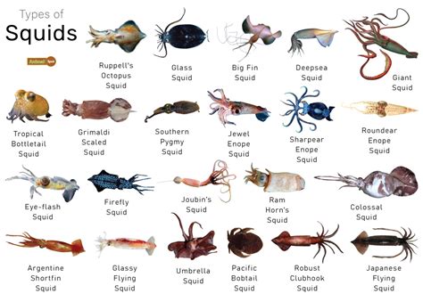 squid fish|16 Types of Squid: Facts and Photos .